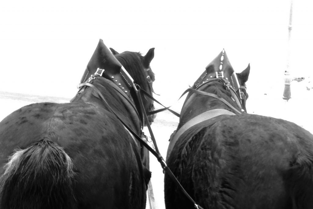 Horses in Fussen, Germany