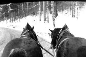 Horses Climbing Up The Steep Hill to Neuschwanstein Castle - Germany