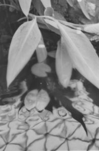 Plant with water reflection