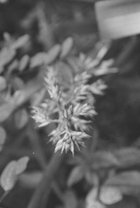 Close up of a plants leaves