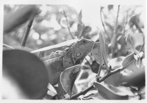 Iguana in Key West, Florida - Bromwich Photography