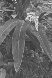 A broad leaf plant with some flower buds