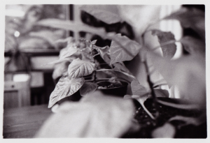 Still Life Photo - Bromwich Photography