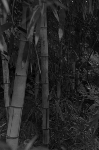 Another Bamboo Image
