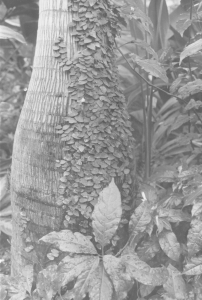 Des Moines Botanical Gardens Palm Tree