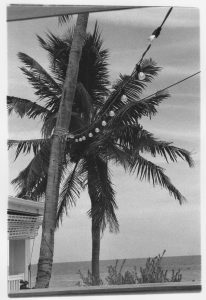 Palm Tree in Key West, Florida