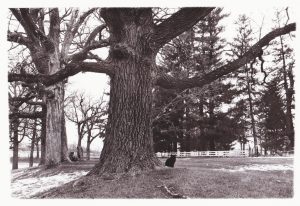 Amana Cemetery Tree with Cat