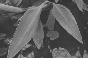 Broad Leaf Plant