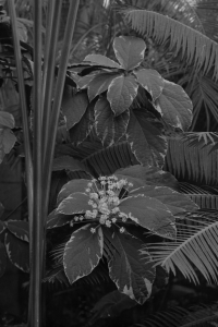 Image of Plants
