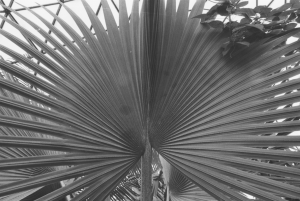 A Fan Palm Tree