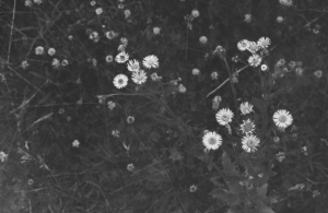 Close up of some small white flowers
