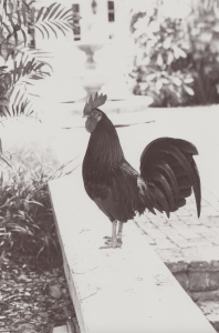 The Famous Key West Roosters - Bromwich