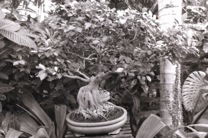 Des Moines Botanical Gardens Bonsai Tree