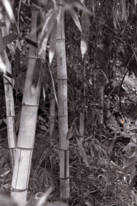 Image of Bamboo