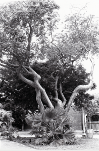 Interesting Old Tree - Key West, Florida