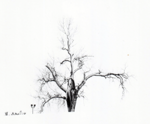Tree After a Snow Storm - Cedar Rapids, Iowa
