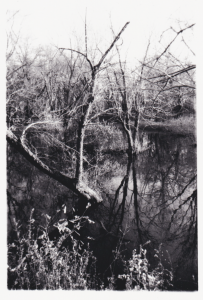 Trees Around Big Woods Recreation - Cedar Falls, Iowa